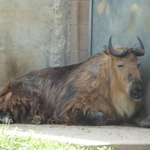 Sichuan Takin
