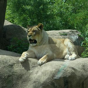 African Lion