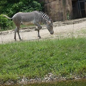 Grevy's Zebra