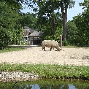 White Rhino/Grevy's Zebra Exhibit