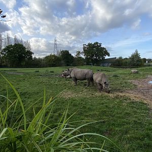 Eastern black rhinoceroses 071020