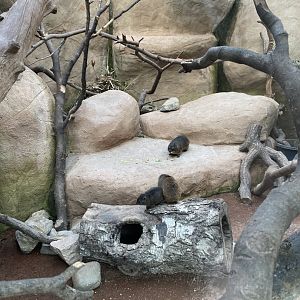 Rock hyrax enclosure 071020