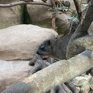 Rock hyrax 071020