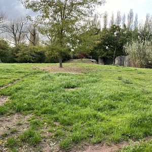 African hunted dog enclosure 071020