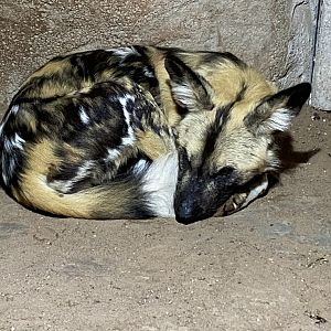 African hunted dog 071020