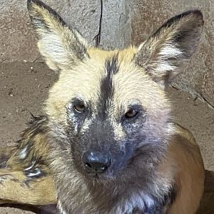 African hunted dog 071020