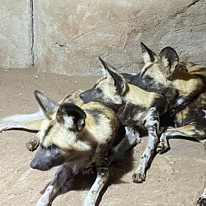 African hunted dogs 071020