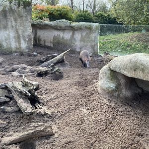 Aardvark enclosure 071020