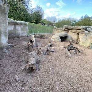 Aardvark enclosure 071020