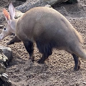 Aardvark 071020