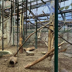Monkey House - Lion-tailed macaque indoors 071020