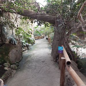 Elephants of the Asian Forest indoors 081020