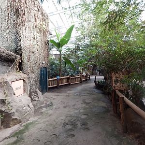 Elephants of the Asian Forest indoors 081020