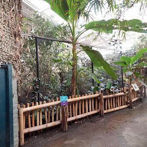 Elephants of the Asian Forest - Sunda wrinkled hornbill aviary 081020