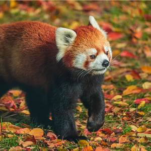 Suva the male Red Panda
