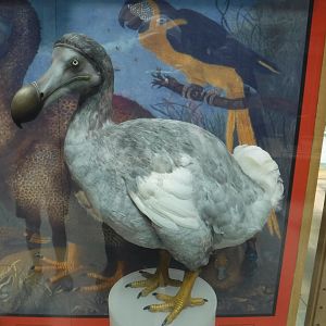 Dodo (Raphus cucullatus) model - Oxford Museum of Natural History.