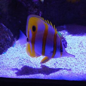 Copperband Butterflyfish