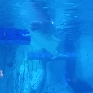 Beluga whale