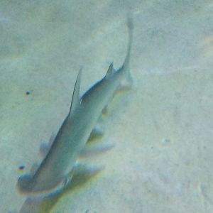 Bonnethead shark