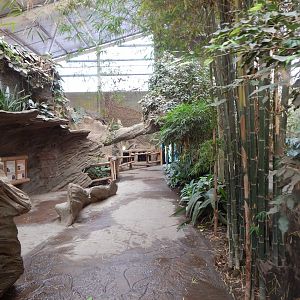 Elephants of the Asian Forest indoors 081020