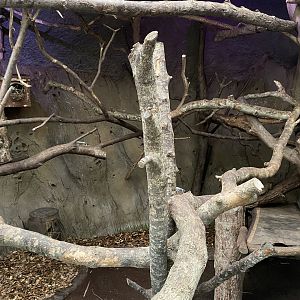 Elephants of the Asian Forest - Cloud rat and Treeshrew enclosure 081020