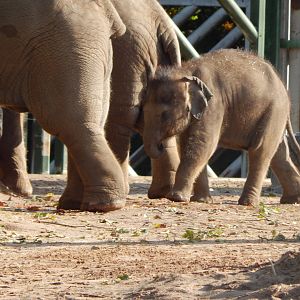 Asian elephant 081020