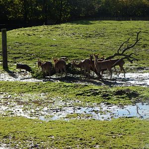 Myanmar thamins 081020