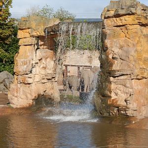 Asian elephants enclosure 081020