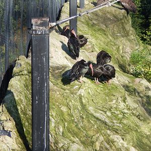 Edge of Europe aviary - Waldrapps 081020