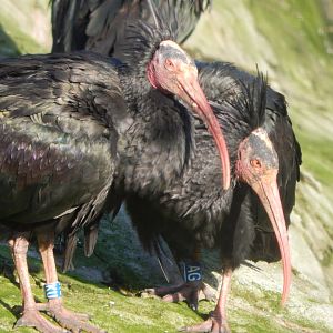 Edge of Europe aviary - Waldrapps 081020