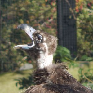 Edge of Europe aviary - Eurasian black vulture 081020