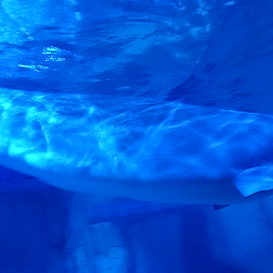Beluga whale