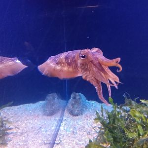 common cuttlefish