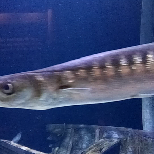 European barracuda