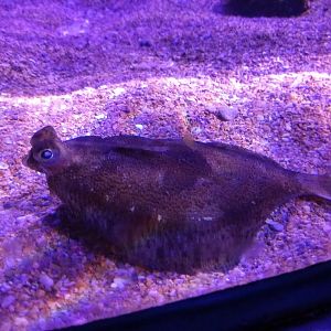 Wide-eyed flounder