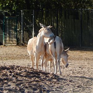 Onagers 081020
