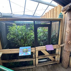 Butterfly House - Panther chameleon exhibit 081020