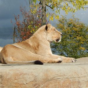 Asiatic lion 081020