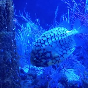 Japanese pineapple fish