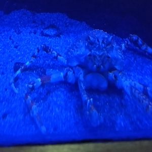 Japanese spider crab