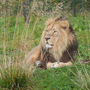 Asiatic lion 081020
