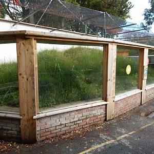 Sand lizard exhibit 081020