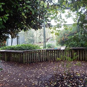 Bush dog enclosure 081020