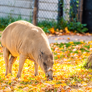 Bucky the male Sulawesi Babirusa
