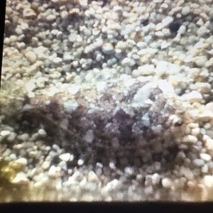 Unknown Flounder/Flatfish