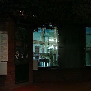 Angry gorilla 1, window 0. November 2020