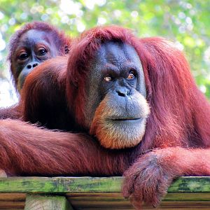 Female Sumantran Orangutan at Zoo Atlanta- taken 2018