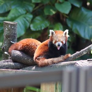 Australia's Oldest Red Pandas