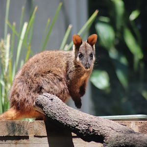 Brush-tailed Rock Wallaby (Petrogale penicillata)