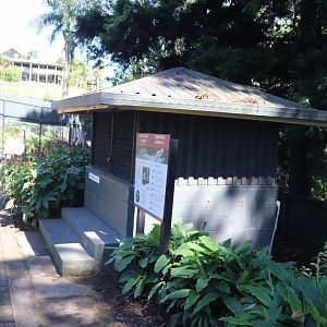 Rhinoceros Iguana Enclosure